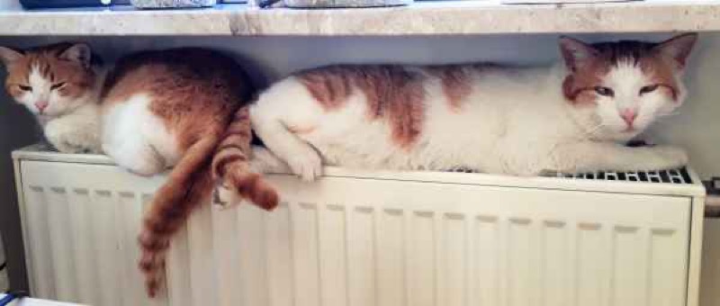 Lucky und Lissy